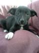 ESTELLA 2 Monate kleinbleibende Pincher Mix